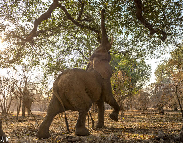 津巴布韦大象瑜伽体花式吃树叶舒展庞大身躯