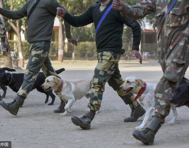 印度瓜廖尔附近,tekanpur有一家国家狗类训练中心,在这里狗狗们被训练