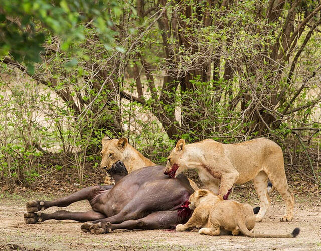照片中,一群狮子猎杀了一头怀孕的水牛,并残忍吞食了它和它未出生的小