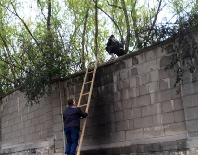 两位小伙进入园区观望,另一位在墙头观望让游客爬梯.