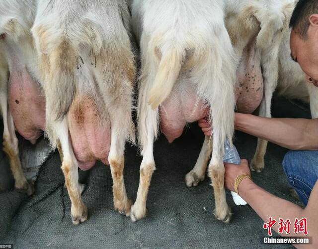 西安奶羊坐车进城 鲜奶现挤现卖