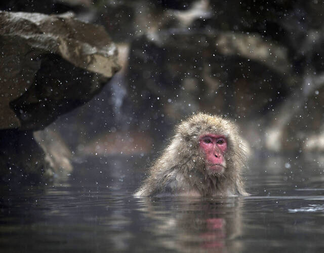 日本泡温泉的猴子图片