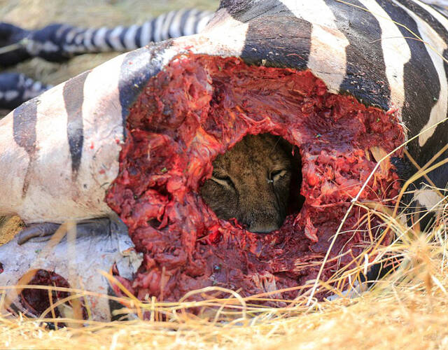 一只狮子藏匿于斑马尸体里的照片,画面乍看上去不禁令人有些毛骨悚然.