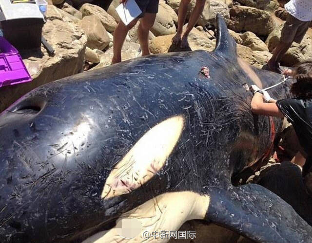 7米的雌性虎鲸于上周在开普敦省普利登堡湾海滩搁浅死亡.
