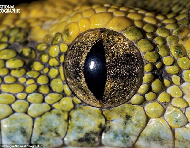 成年绿树蟒的眼睛呈绿色.