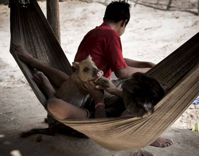 阿瓦族的孩子们更是自小与动物一起成长,嬉笑玩闹,打成一片