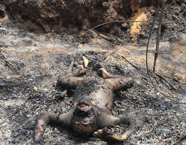 印尼发生森林大火 三只猩猩被烧死