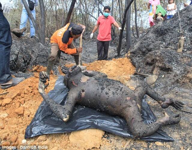 印尼发生森林大火 三只猩猩被烧死