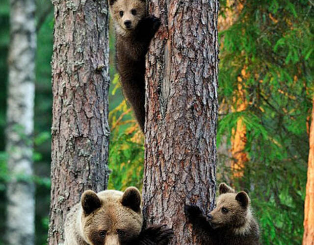 摄影师拍棕熊幼崽爬树嬉戏