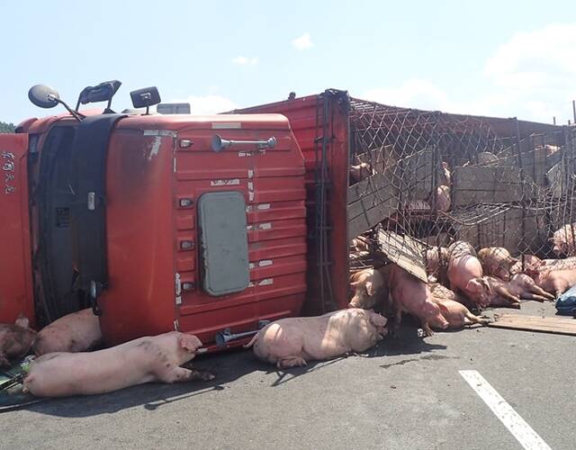 运猪车侧翻 40余生猪高速路乱窜