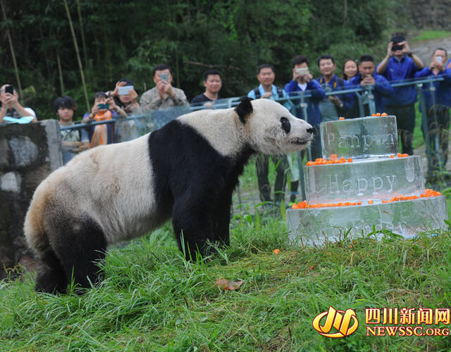 据不完全统计,"盼盼"的后代占全球圈养大熊猫种群近四分之一,现存血缘