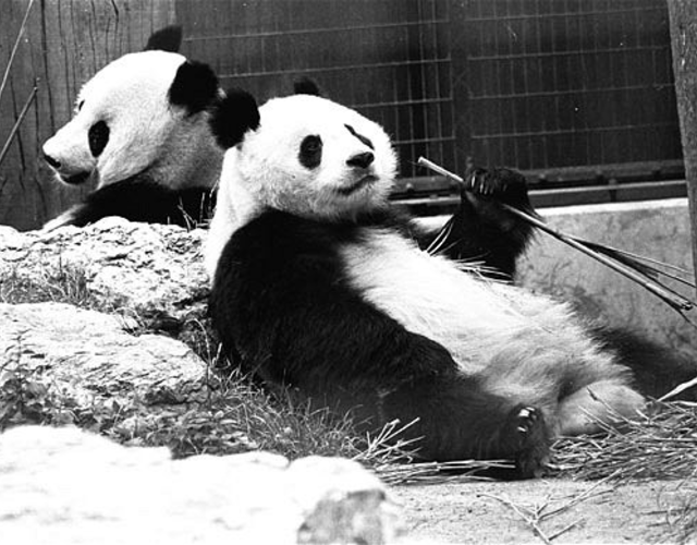 38年英国非法走私5头大熊猫