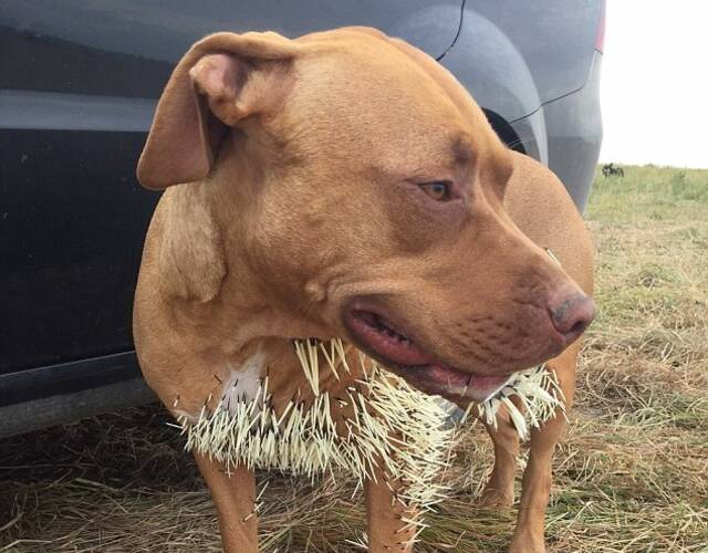 而当他们碰到一只豪猪时,3条狗冲了上去,被扎得满脸倒刺.