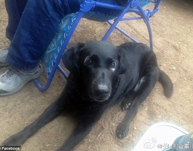 一只得了白癜风的黑狗