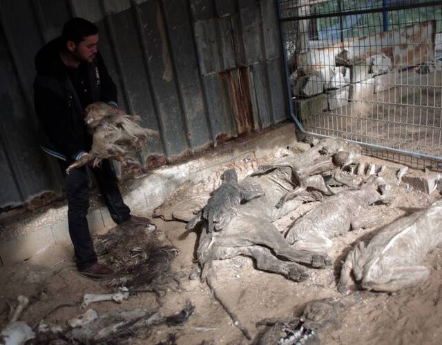 1月23日据外媒报道,加沙地区一处动物园里"饿殍遍野",许多动物没能