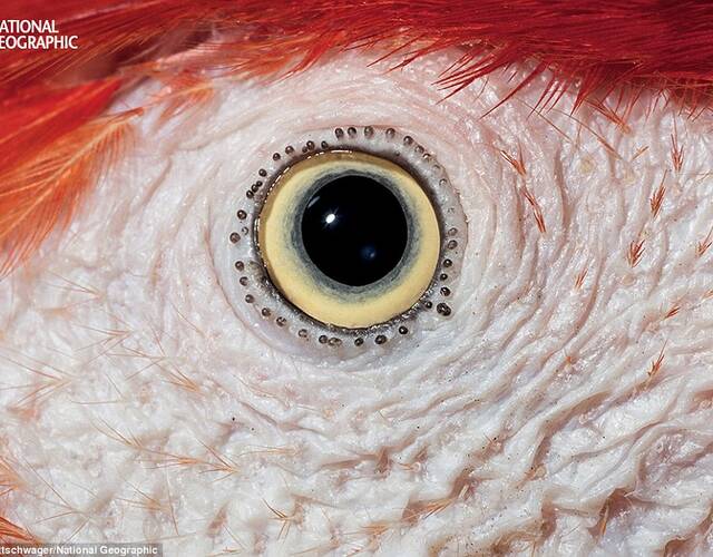金色瞳孔的动物图片