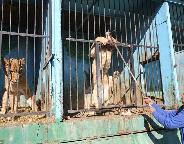 这可能是世界上最小最悲伤的动物园