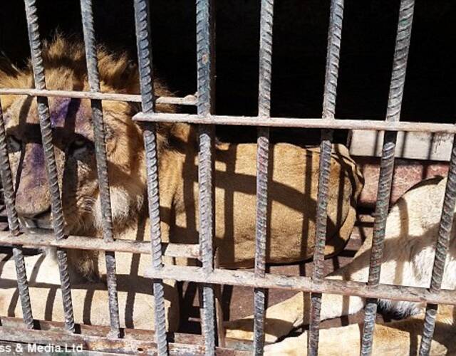 被遺棄的動物園:動物餓到同類互食