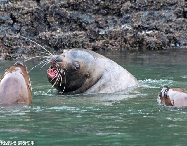 海狮捕食鲨鱼瞬间