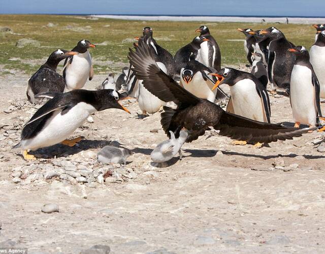 贼鸥企鹅群中猎杀小企鹅画面