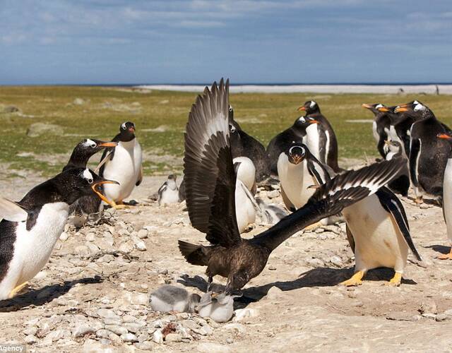贼鸥企鹅群中猎杀小企鹅画面