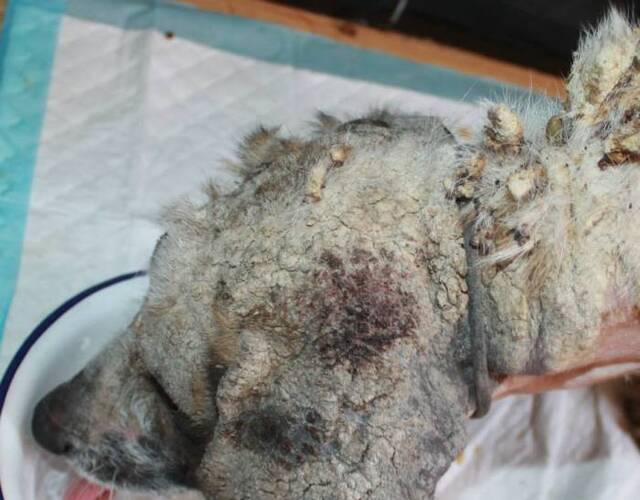 因为之前听说过有流浪狗得了蠕形螨最后被医治康复的,所以大家还是