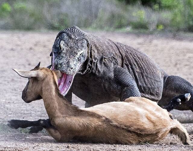 科莫多龙有一个强大的下巴和成排的小而锋利的牙齿.