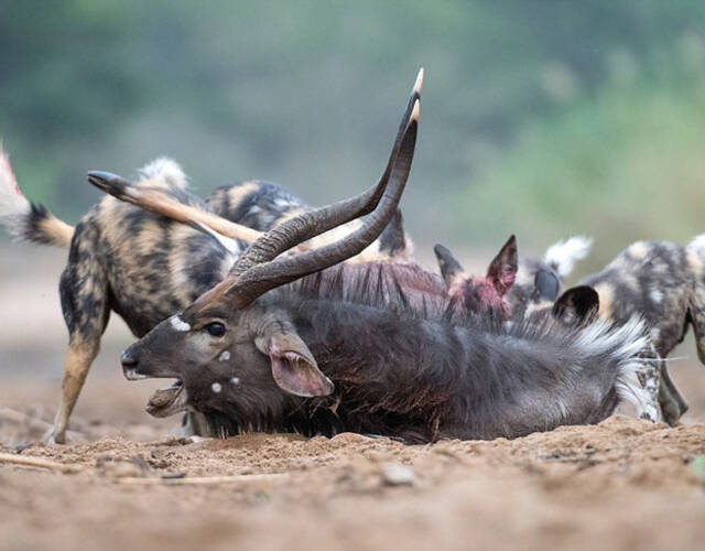 野狗捕食成年公羚羊现场