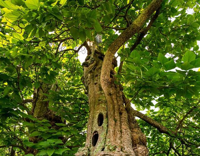 树名:沃尔特 惠特曼南北战争见证树 树种:梓木 地点:美国 弗吉尼亚