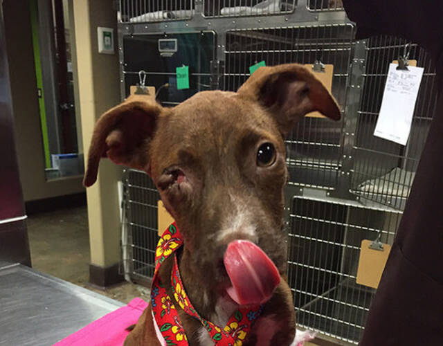 当我们为它处理伤口时,它不停地摇尾巴示好,还会伸舌头舔我们".