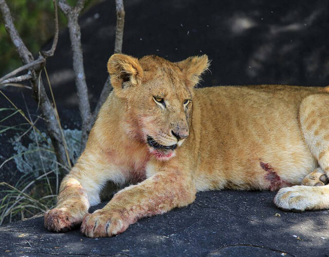 非洲母狮藏身动物死尸中
