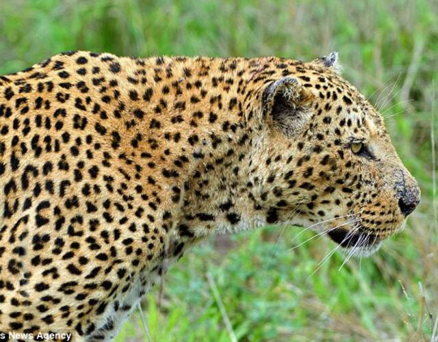 一只不知深浅的豹子