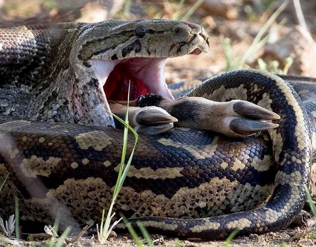 蟒蛇吞食黑斑羚画面