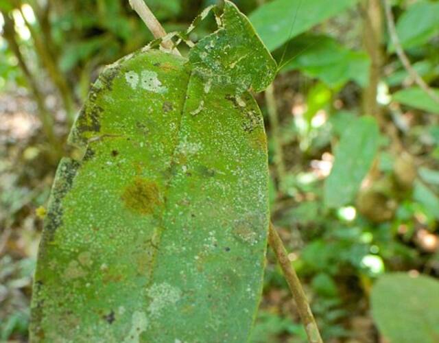 你能找出这些大自然里的伪装者吗