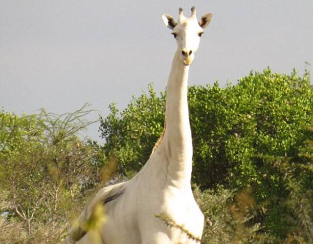 一只罕见的纯白长颈鹿