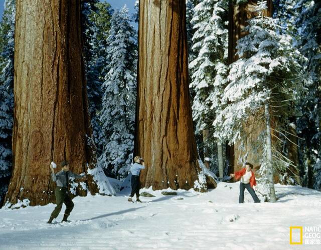 巨树之林 1951年,游客们在加州红杉国家森林的巨树脚下嬉戏.