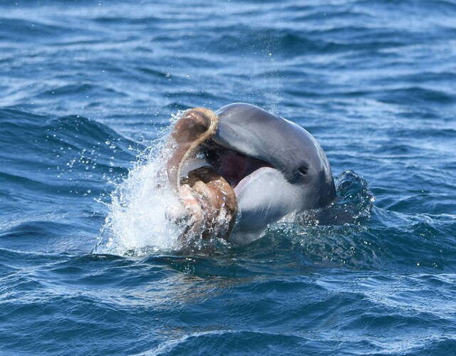 这只海豚把章鱼玩惨了