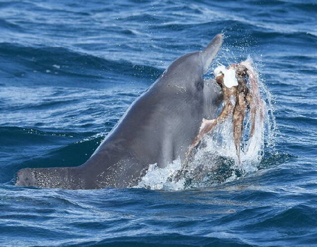 这只海豚把章鱼玩惨了