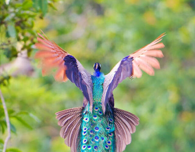 孔雀在飞行