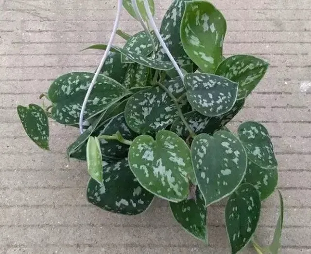 这些普通的盆栽绿植品种很多，有些小众的品种反而更耐看-哪种小盆栽好养活且观赏性强