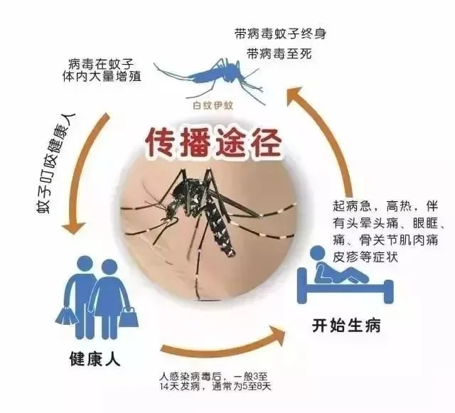 登革热全球爆发| 登革热是个什么东东？插图1