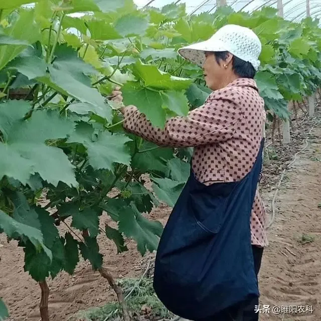 森蚺和蟒蛇的区别（蛇,蟒,蚺,蛟,龙） 第5张