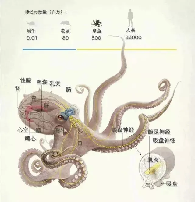 姑娘在直播吃活章鱼，结果章鱼跟她拼了……（女主播吃播活章鱼）