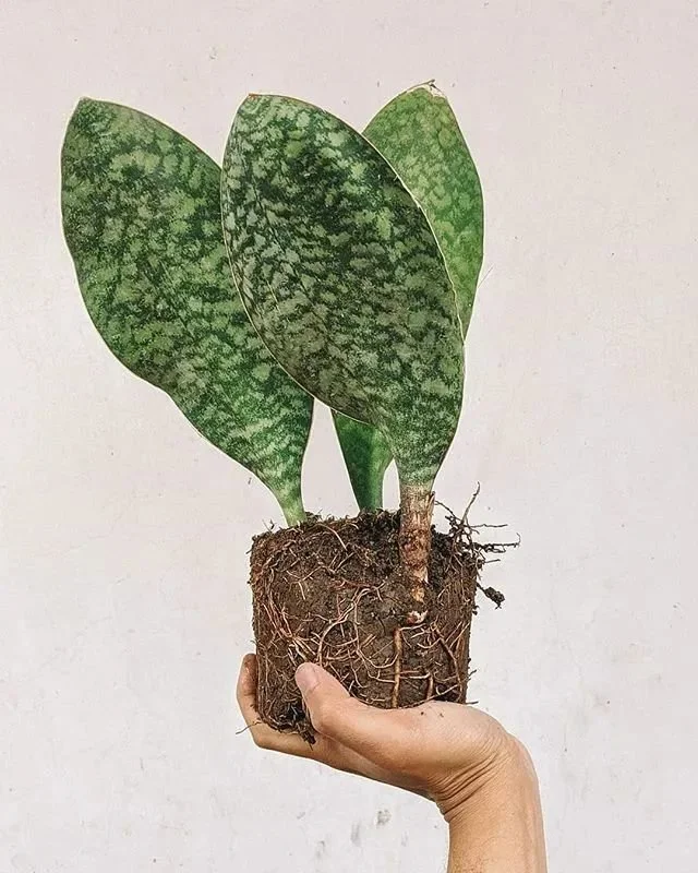 叶子像一条鲸鱼的梅森虎尾兰，是耐阴小众且清新的室内盆栽绿植-叶子像一条鲸鱼的梅花是什么