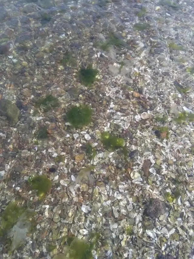 山东龙口桑岛三天两晚旅游详细攻略，第二天，赶海，钓鱼，下海-龙口桑岛旅游攻略2019