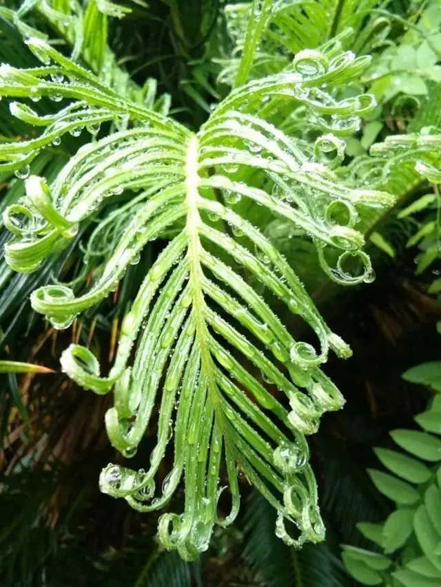 怎样判断你的植物该晒太阳还是遮阴？这个方法最简单了！-植物晒太阳要晒多久