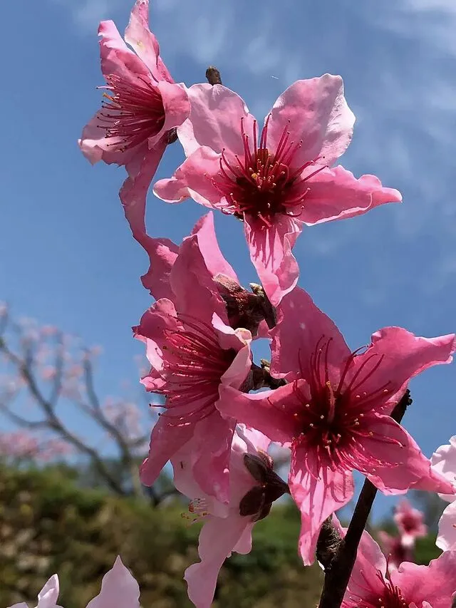 怎么可以错过（桃花源记翻译最简短的）桃花源记翻译最简短的200字 第9张