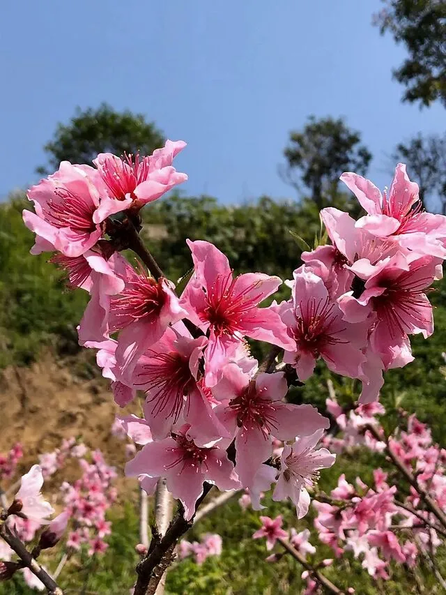 怎么可以错过（桃花源记翻译最简短的）桃花源记翻译最简短的200字 第5张