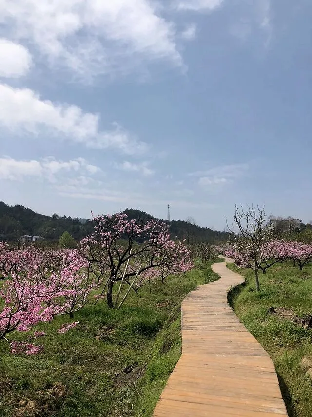 怎么可以错过（桃花源记翻译最简短的）桃花源记翻译最简短的200字 第6张