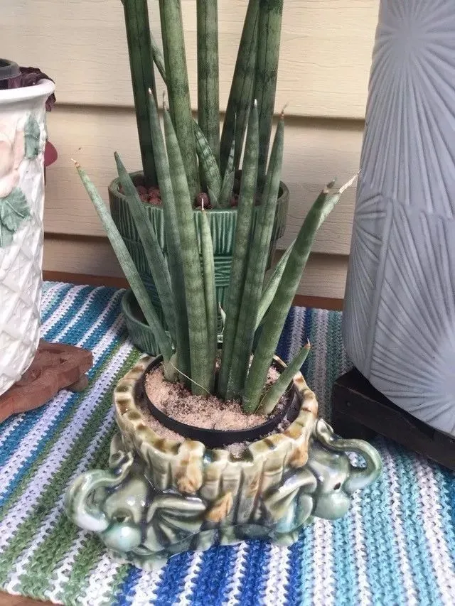 这些普通的盆栽绿植品种很多，有些小众的品种反而更耐看-哪种小盆栽好养活且观赏性强